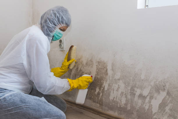 Best Mold Odor Removal Services  in Sault Ste Marie, MI
