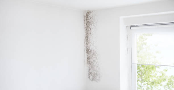 Best Biohazard Mold Removal  in Sault Ste Marie, MI