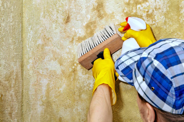 Best Mold-Related Health Consultation  in Sault Ste Marie, MI