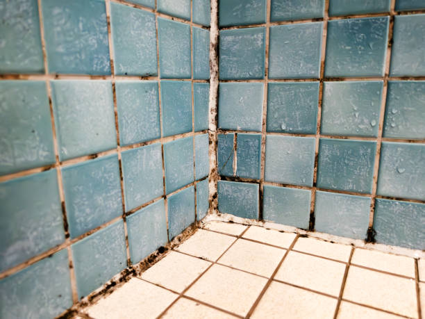 Best Industrial Mold Remediation  in Sault Ste Marie, MI