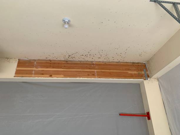 Best Residential Mold Inspection & Testing  in Sault Ste Marie, MI