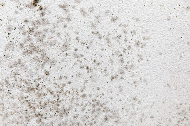 Asbestos and Lead Testing During Mold Inspection in Sault Ste Marie, MI