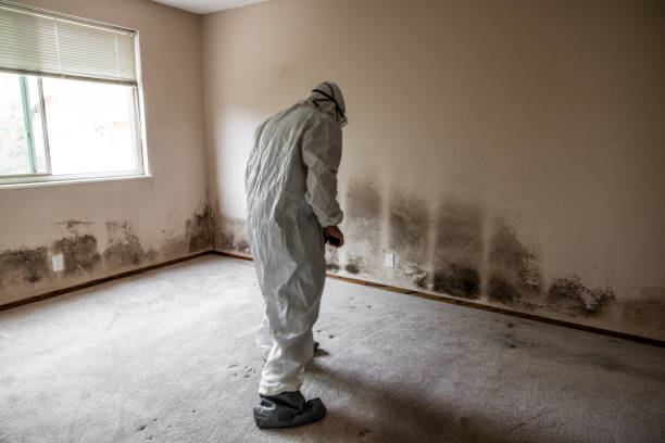 Best Mold Damage Restoration  in Sault Ste Marie, MI